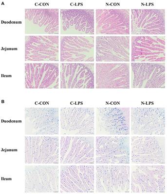 Maternal nucleotide supplementation improves the intestinal morphology and immune function in lipopolysaccharide-challenged newborn piglets